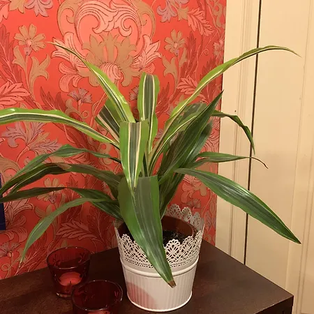 Bed and Breakfast Wanhan Apteekin Majatalo